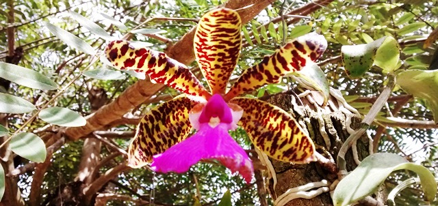 Orquídea 2014 - RP