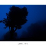 Adelson2