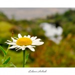 Lidianne1