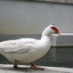 Davi-Severiano---Pato-curtindo-a-tarde-no-jardim-da-Unicap