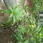 Douglas-Teixeira-(5)_O-verde-está-presente-em-todos-os-cantos-da-universidade