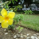 Douglas-Teixeira-(6)_A-natureza-em-detalhe-no-campus-da-Unicap