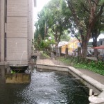 Gabriele-Frades_Patinho-do-campus-aproveita-a-tranquilidade-da-fonte